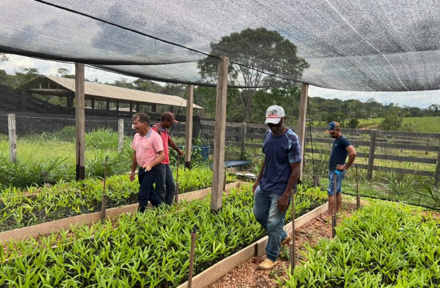 Extrativistas aprendem boas práticas de produção de castanha, com técnicas de reflorestamento e melhoria de renda