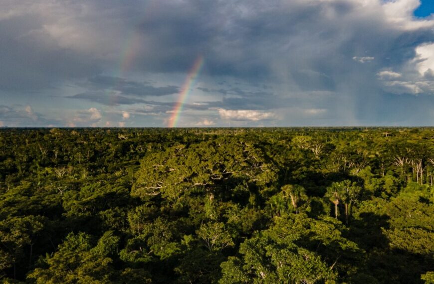 Alertas de desmatamento no Acre reduzem 38% nos primeiros três meses do ano