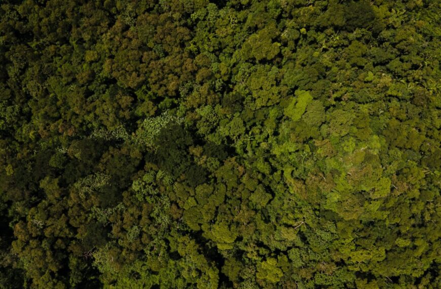 Imac suspende até dezembro emissões de autorização ambiental para queima controlada