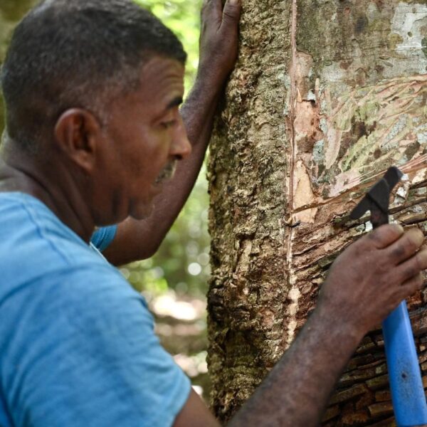Governo do Acre faz história ao modernizar pagamento da subvenção da borracha e valorizar extrativistas
