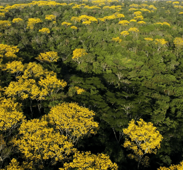 Programas REM e REDD+ promovem desenvolvimento econômico e preservam a floresta acreana