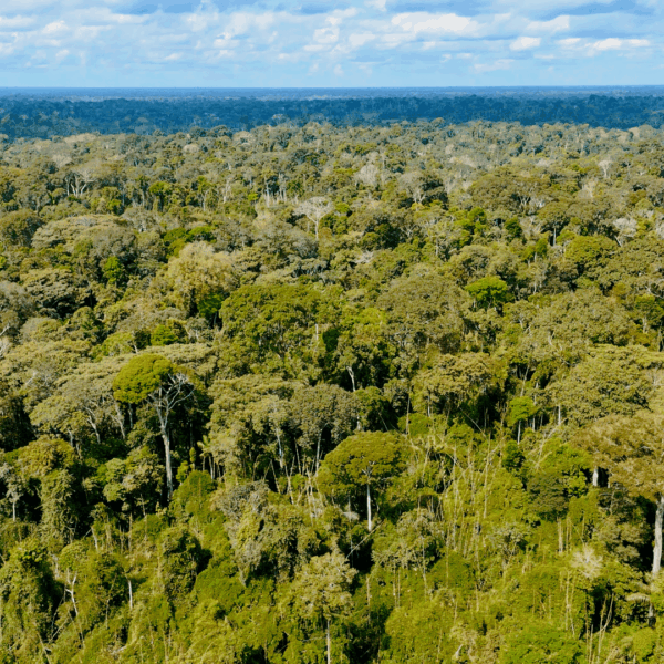 Acre reduz focos de queimadas em 78% e fortalece combate aos crimes ambientais