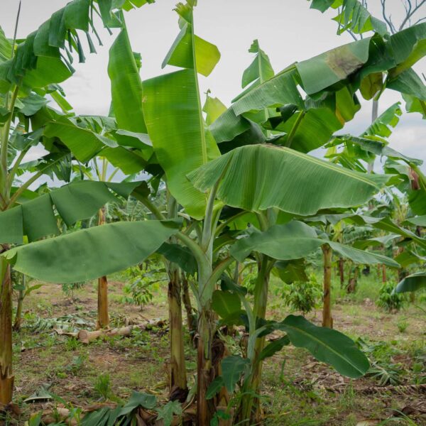 Com apoio do Programa REM, governo do Acre lança edital para fortalecer a fruticultura e a horticultura nas florestas estaduais