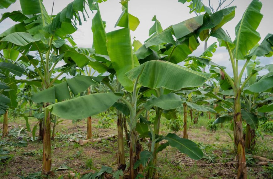Com apoio do Programa REM, governo do Acre lança edital para fortalecer a fruticultura e a horticultura nas florestas estaduais