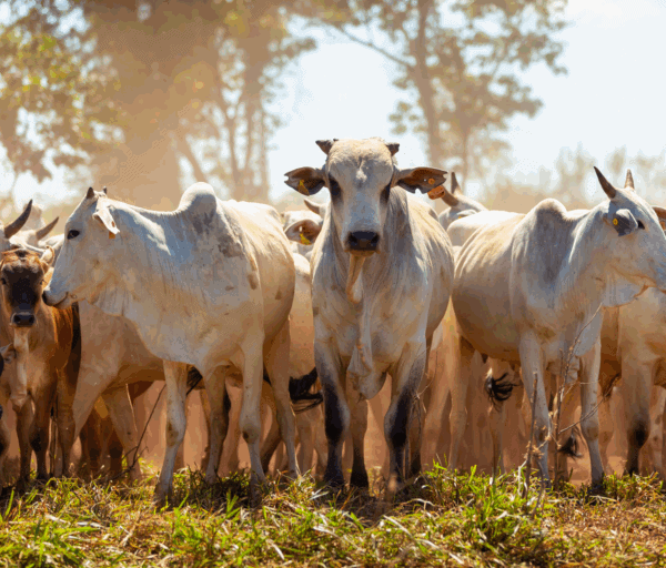 Pecuária bovina acreana avança em 2025 com sustentabilidade, genética aprimorada e novos investimentos