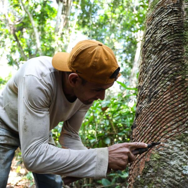 Governo do Acre beneficia mais de 600 extrativistas com pagamento do subsídio da borracha e do murumuru em 2025