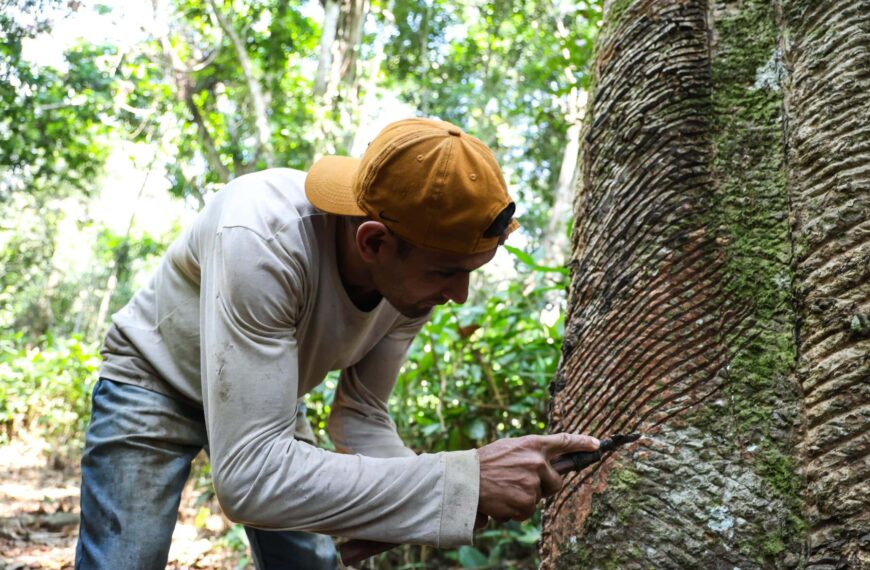 Governo do Acre beneficia mais de 600 extrativistas com pagamento do subsídio da borracha e do murumuru em 2025