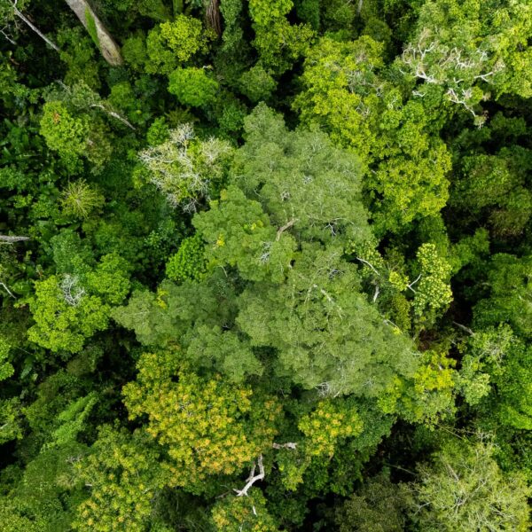 Acre registra redução histórica de 75% nos focos de queimadas e consolida avanços no combate aos ilícitos ambientais