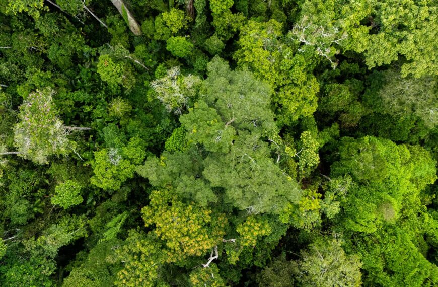 Acre registra redução histórica de 75% nos focos de queimadas e consolida avanços no combate aos ilícitos ambientais
