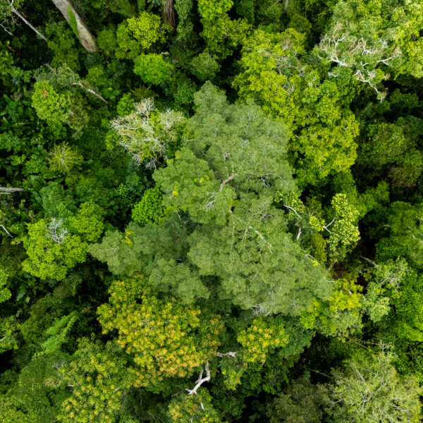 Acre supera meta de controle do desmatamento prevista para o ano florestal 2025 e reforça ações integradas de combate aos ilícitos&hellip;