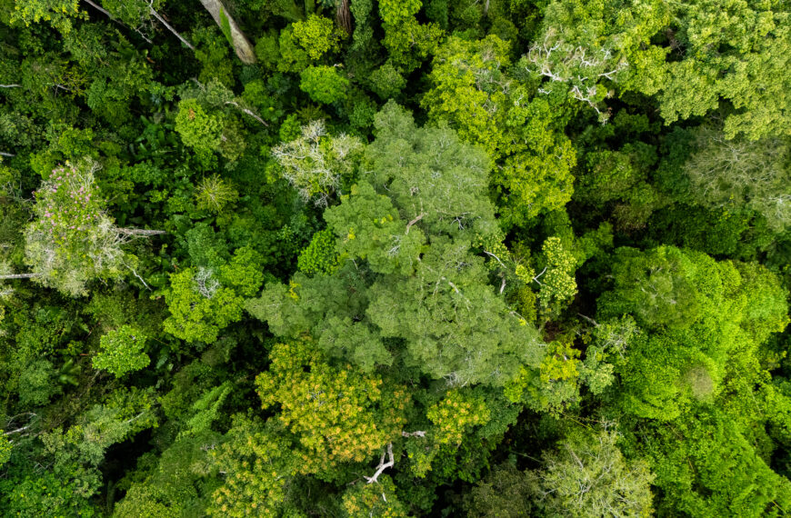Acre supera meta de controle do desmatamento prevista para o ano florestal 2025 e reforça ações integradas de combate aos ilícitos&hellip;