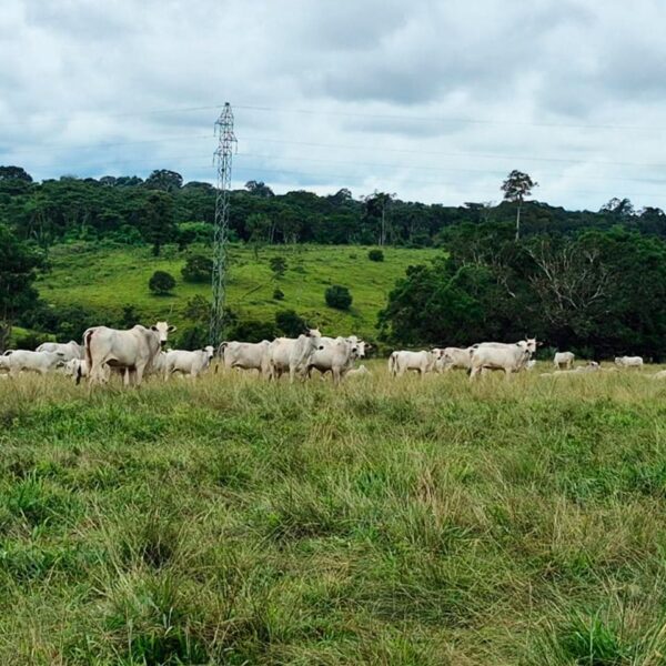 Programa Pecuária Mais Eficiente fortalece a pecuária sustentável no Acre