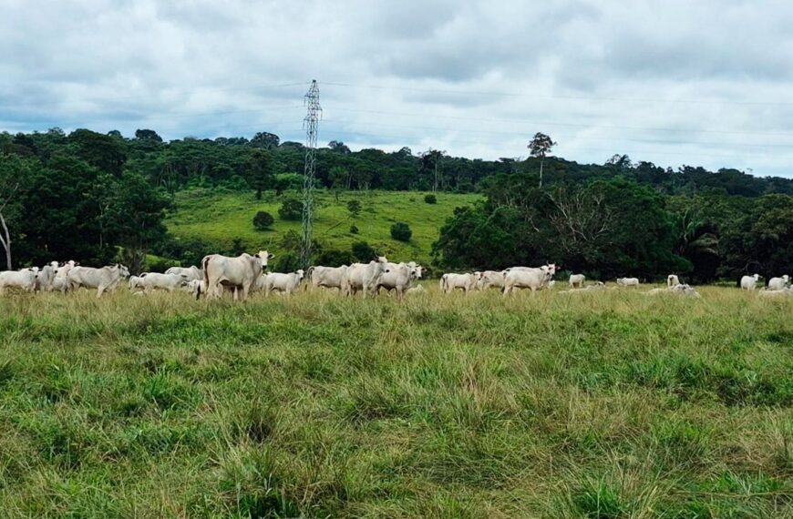 Programa Pecuária Mais Eficiente fortalece a pecuária sustentável no Acre