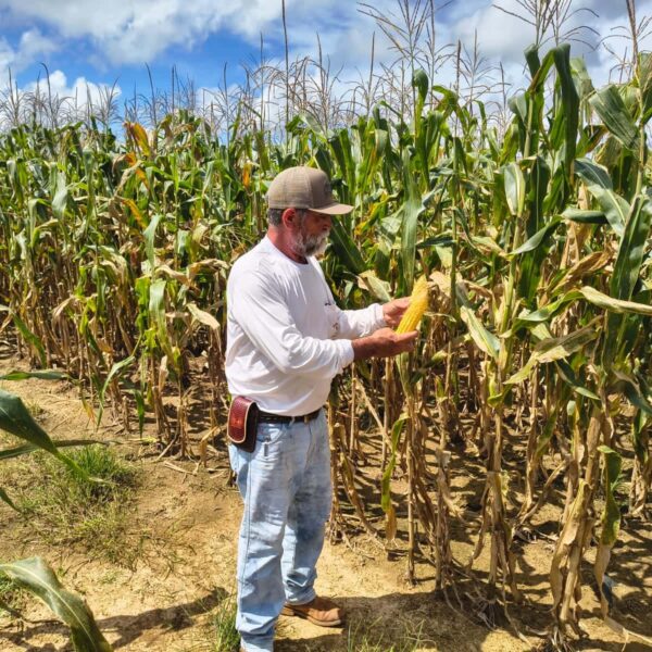 Produtor beneficiado pelo Pecuária Mais Eficiente recebe apoio para produção de silagem